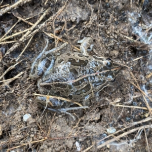 Limnodynastes tasmaniensis at Googong, NSW - 1 Jun 2022