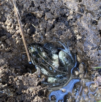Limnodynastes tasmaniensis (Spotted Grass Frog) at Wandiyali-Environa Conservation Area - 1 Jun 2022 by Wandiyali
