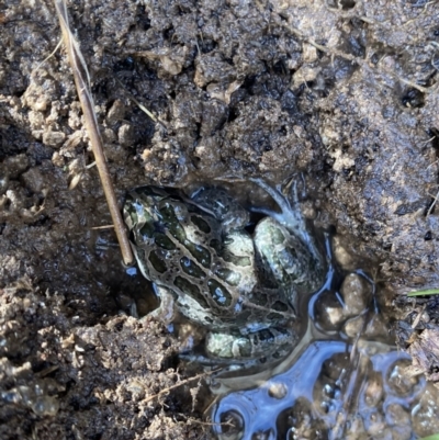 Limnodynastes tasmaniensis (Spotted Grass Frog) at Googong, NSW - 1 Jun 2022 by Wandiyali