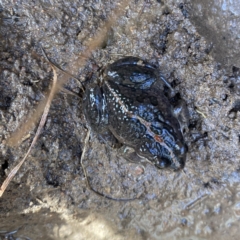 Limnodynastes tasmaniensis at Googong, NSW - 1 Jun 2022