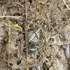 Limnodynastes tasmaniensis at Googong, NSW - 1 Jun 2022