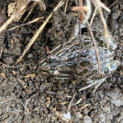 Limnodynastes tasmaniensis (Spotted Grass Frog) at QPRC LGA - 31 May 2022 by Wandiyali
