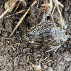 Limnodynastes tasmaniensis (Spotted Grass Frog) at Wandiyali-Environa Conservation Area - 31 May 2022 by Wandiyali