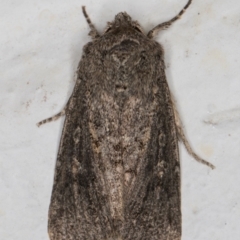 Dasygaster padockina (Tasmanian Cutworm) at Melba, ACT - 26 May 2022 by kasiaaus