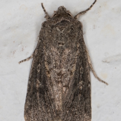 Dasygaster padockina (Tasmanian Cutworm) at Melba, ACT - 25 May 2022 by kasiaaus