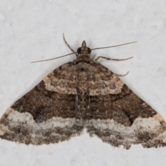 Epyaxa sodaliata (Sodaliata Moth, Clover Moth) at Melba, ACT - 25 May 2022 by kasiaaus
