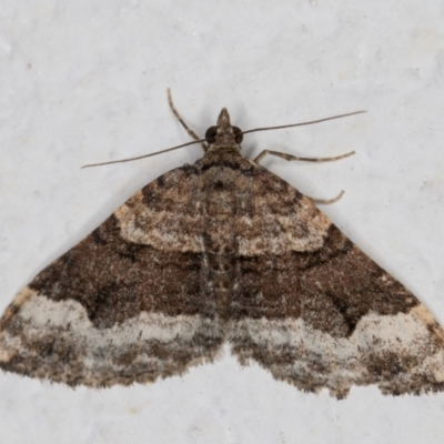 Epyaxa sodaliata (Sodaliata Moth, Clover Moth) at Melba, ACT - 25 May 2022 by kasiaaus