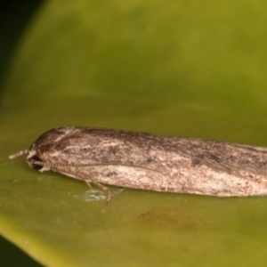 Oecophoridae provisional group 5 at Melba, ACT - 26 May 2022