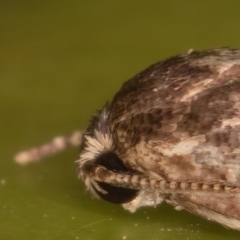 Oecophoridae provisional group 5 at Melba, ACT - 26 May 2022 10:44 PM