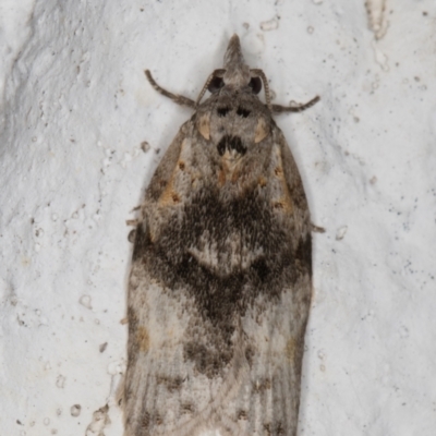 Tortricinae provisional species 1 at Melba, ACT - 26 May 2022 by kasiaaus