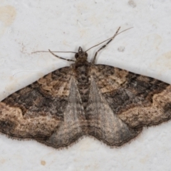 Epyaxa subidaria (Subidaria Moth) at Melba, ACT - 26 May 2022 by kasiaaus