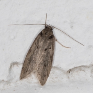 Oecophoridae (family) at Melba, ACT - 26 May 2022 10:55 PM