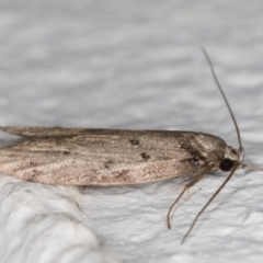 Oecophoridae (family) at Melba, ACT - 26 May 2022