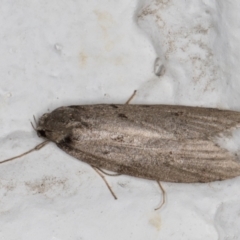 Oecophoridae (family) at Melba, ACT - 26 May 2022 10:55 PM