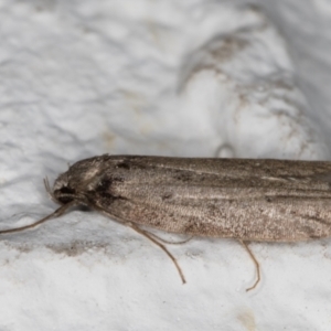 Oecophoridae (family) at Melba, ACT - 26 May 2022