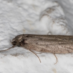 Oecophoridae (family) at Melba, ACT - 26 May 2022