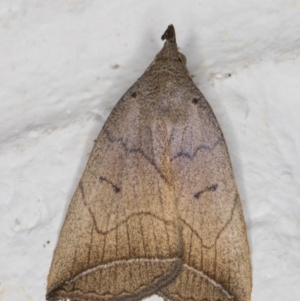 Simplicia armatalis at Melba, ACT - 28 May 2022 01:01 AM