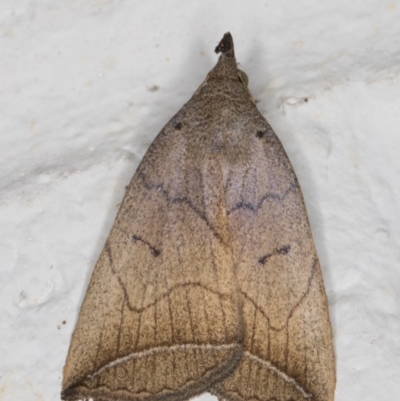 Simplicia armatalis (Crescent Moth) at Melba, ACT - 27 May 2022 by kasiaaus