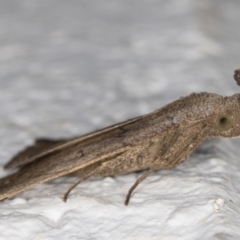 Simplicia armatalis at Melba, ACT - 28 May 2022 01:01 AM