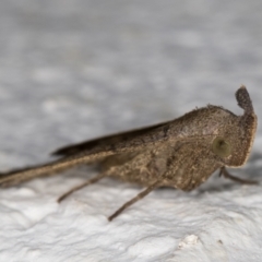 Simplicia armatalis at Melba, ACT - 28 May 2022 01:01 AM