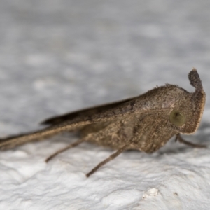 Simplicia armatalis at Melba, ACT - 28 May 2022 01:01 AM