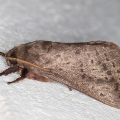 Oxycanus silvanus (Pale Oxycanus) at Melba, ACT - 27 May 2022 by kasiaaus