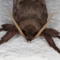 Oxycanus silvanus at Melba, ACT - 28 May 2022