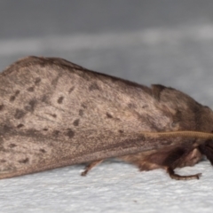 Oxycanus silvanus at Melba, ACT - 28 May 2022 01:02 AM