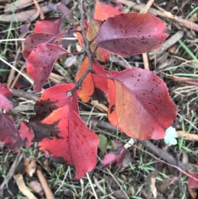 Pyrus sp. (An Ornamental Pear) at West Belconnen Pond - 1 Jun 2022 by rainer