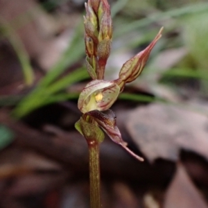 Acianthus collinus at Undefined Area - suppressed