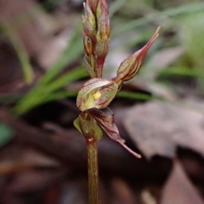 Acianthus collinus (Inland Mosquito Orchid) at Aranda Bushland - 28 Apr 2022 by CathB