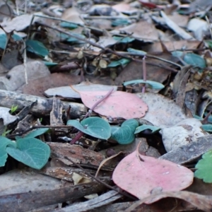 Acianthus collinus at Aranda, ACT - suppressed