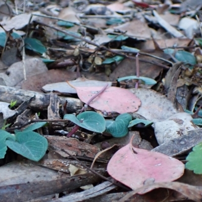 Acianthus collinus (Inland Mosquito Orchid) at Aranda Bushland - 8 May 2022 by CathB