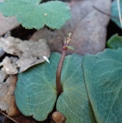 Acianthus collinus at Aranda, ACT - suppressed