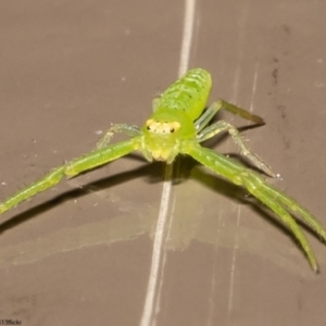 Cetratus rubropunctatus at Acton, ACT - 1 Jun 2022