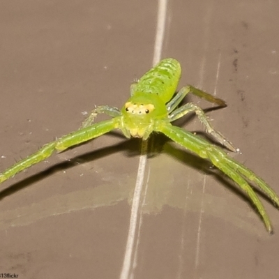 Cetratus rubropunctatus (Long green crab spider) at Acton, ACT - 1 Jun 2022 by Roger