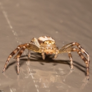 Australomisidia sp. (genus) at Acton, ACT - 1 Jun 2022 11:49 AM