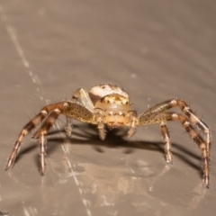 Australomisidia sp. (genus) (Flower spider) at Acton, ACT - 1 Jun 2022 by Roger