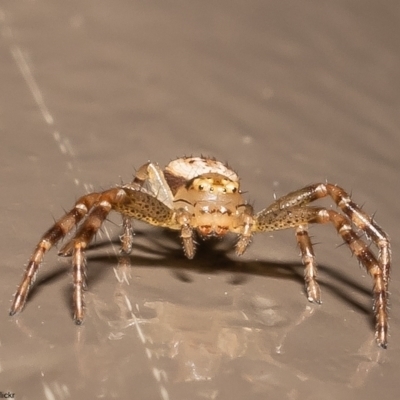 Australomisidia sp. (genus) (Flower spider) at Acton, ACT - 1 Jun 2022 by Roger