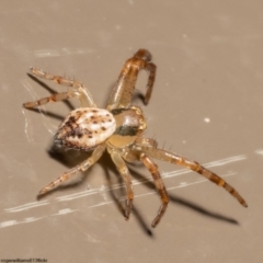 Australomisidia sp. (genus) at Acton, ACT - 1 Jun 2022