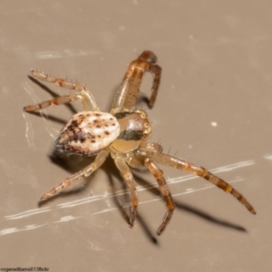 Australomisidia sp. (genus) at Acton, ACT - 1 Jun 2022 11:49 AM