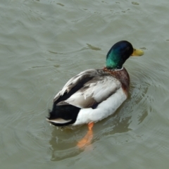 Anas platyrhynchos (Mallard (Domestic Type)) at Goulds Lagoon Sanctuary - 16 Nov 2019 by Amata