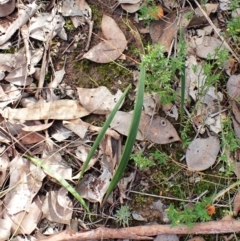 Lyperanthus suaveolens (Brown Beaks) at Aranda Bushland - 16 May 2022 by CathB