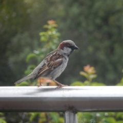 Passer domesticus (House Sparrow) at Margate, TAS - 1 Dec 2019 by Birdy