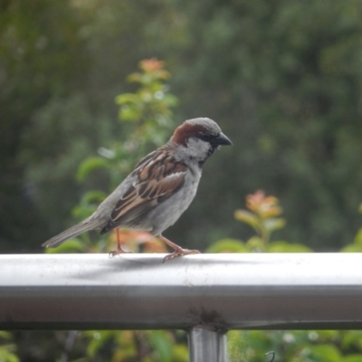 Passer domesticus (House Sparrow) at Margate, TAS - 1 Dec 2019 by Birdy