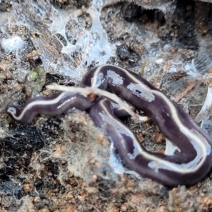 Caenoplana coerulea at Hawker, ACT - 1 Jun 2022