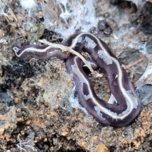 Caenoplana coerulea at Hawker, ACT - 1 Jun 2022