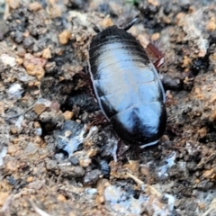 Platyzosteria similis at Hawker, ACT - 1 Jun 2022