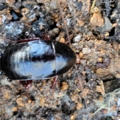 Platyzosteria similis at Hawker, ACT - 1 Jun 2022