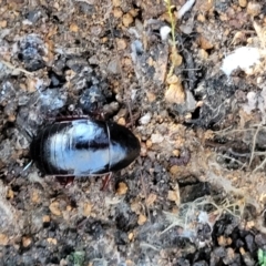 Platyzosteria similis at Hawker, ACT - 1 Jun 2022